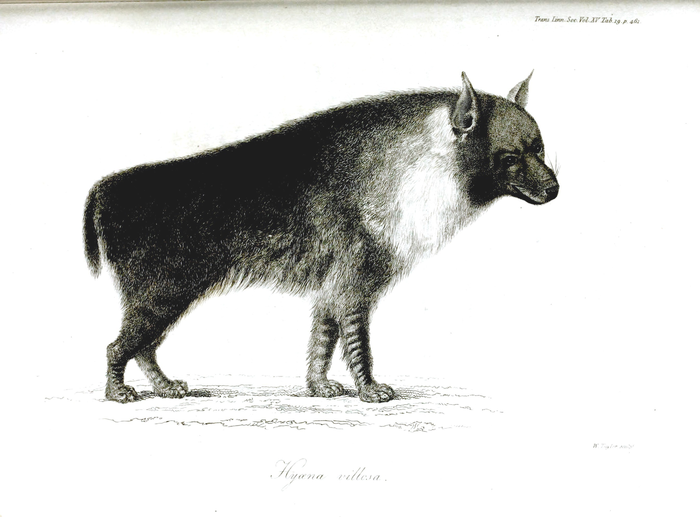 hyena1