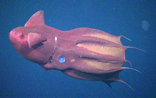 Vampire squid
