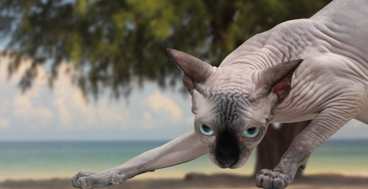 sphynx1