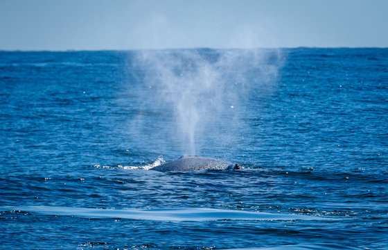 A whale on the ocean, spouting