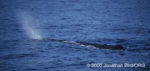 Another photo of a whale spout on the ocean.