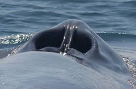 A close-up view of a whale's spiracle.