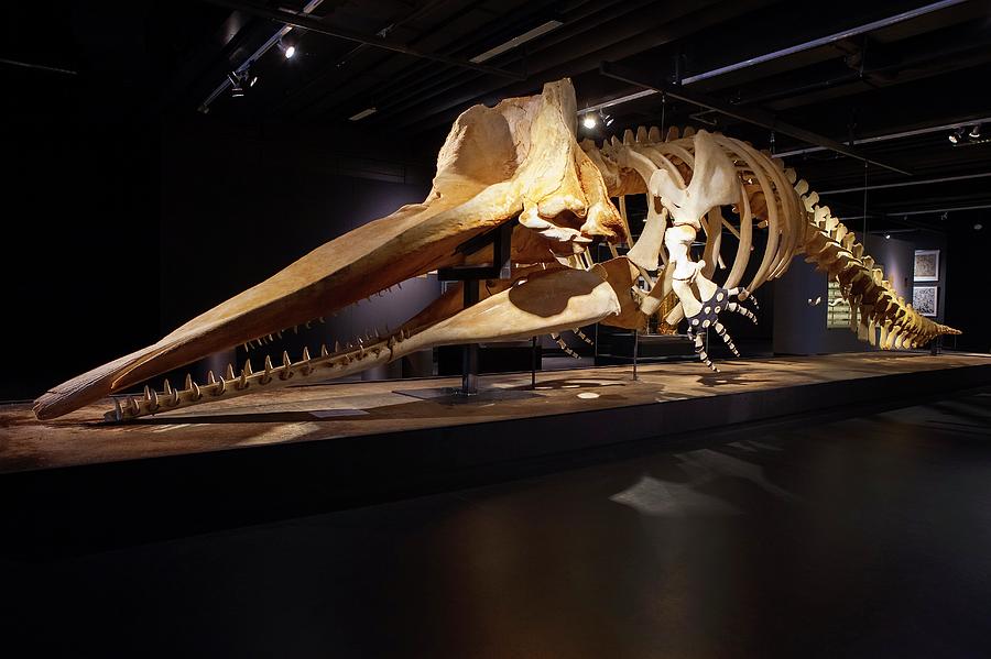 4-sperm-whale-skeleton-display-thomas-fredberg-1015411485