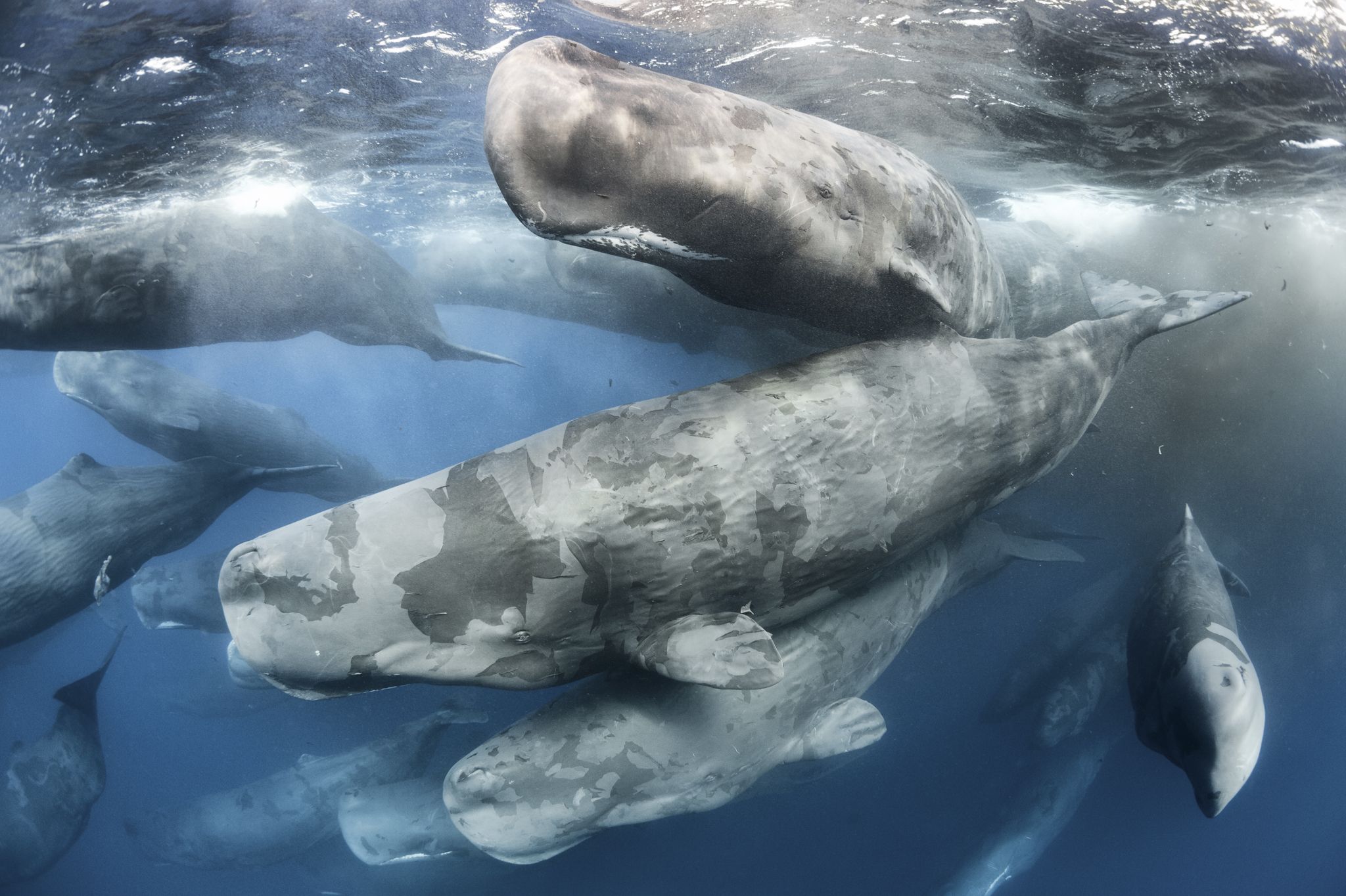 Chapter 105: Does the Whale's Magnitude Diminish?—Will He Perish